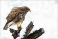 Mäusebussard