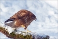 Mäusebussard
