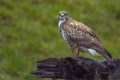 Mäusebussard