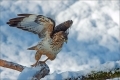 Mäusebussard
