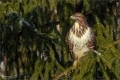 Mäusebussard