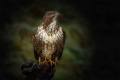 Mäusebussard