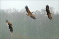 Seeadler