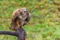 Mäusebussard
