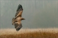 Seeadler