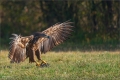 Seeadler