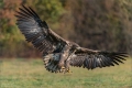 Seeadler