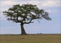 Schöner Baum / Kenia