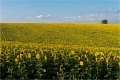 Sonnenblumenfeld