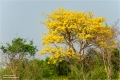 Blühender Baum Pantanal