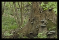 Bialowieza-Urwald