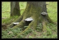 Bialowieza-Urwald