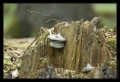 Bialowieza-Urwald