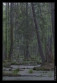 Bruchwald