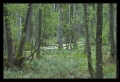 Bruchwald