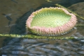 Wunderschönes Blatt
