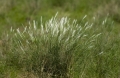 Das Gras wächst und wächst Feb. 2006 Namibia