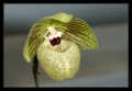 Orchidee Ausstellung Botanischer Garten Basel