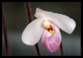 Orchidee Ausstellung Botanischer Garten Basel Orchidee Ausstellung Botanischer Garten Basel