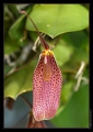 Orchidee Ausstellung Botanischer Garten Basel