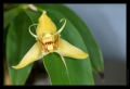 Orchidee Ausstellung Botanischer Garten Basel Orchidee Ausstellung Botanischer Garten Basel
