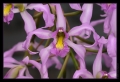 Orchidee Ausstellung Botanischer Garten Basel Orchidee Ausstellung Botanischer Garten Basel