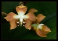 Orchidee Ausstellung Botanischer Garten Basel Orchidee Ausstellung Botanischer Garten Basel