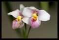Orchidee Ausstellung Botanischer Garten Basel Orchidee Ausstellung Botanischer Garten Basel