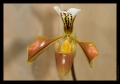 Orchidee Ausstellung Botanischer Garten Basel Orchidee Ausstellung Botanischer Garten Basel