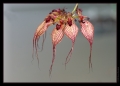 Orchidee Ausstellung Botanischer Garten Basel Orchidee Ausstellung Botanischer Garten Basel