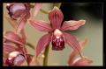 Orchidee Ausstellung Botanischer Garten Basel Orchidee Ausstellung Botanischer Garten Basel