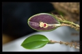 Orchidee Ausstellung Botanischer Garten Basel Orchidee Ausstellung Botanischer Garten Basel