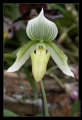 Orchidee Ausstellung Botanischer Garten Basel Orchidee Ausstellung Botanischer Garten Basel