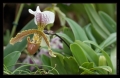 Orchidee Ausstellung Botanischer Garten Basel Orchidee Ausstellung Botanischer Garten Basel