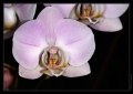 Orchidee Ausstellung Botanischer Garten Basel Orchidee Ausstellung Botanischer Garten Basel