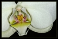 Orchidee Ausstellung Botanischer Garten Basel Orchidee Ausstellung Botanischer Garten Basel