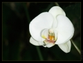Orchidee Ausstellung Botanischer Garten Basel Orchidee Ausstellung Botanischer Garten Basel