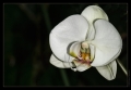 Orchidee Ausstellung Botanischer Garten Basel Orchidee Ausstellung Botanischer Garten Basel