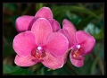 Orchidee Ausstellung Botanischer Garten Basel Orchidee Ausstellung Botanischer Garten Basel