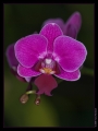 Orchidee Ausstellung Botanischer Garten Basel Orchidee Ausstellung Botanischer Garten Basel