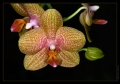 Orchidee Ausstellung Botanischer Garten Basel Orchidee Ausstellung Botanischer Garten Basel