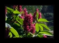Blüten