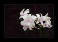 Orchideen