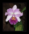 Orchideen