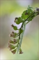 Meertrübeli in Blüte