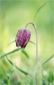 Schachblume