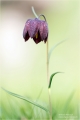Schachblume