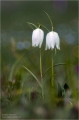 Schachblumen