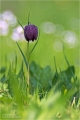 Schachblume
