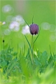 Schachblume